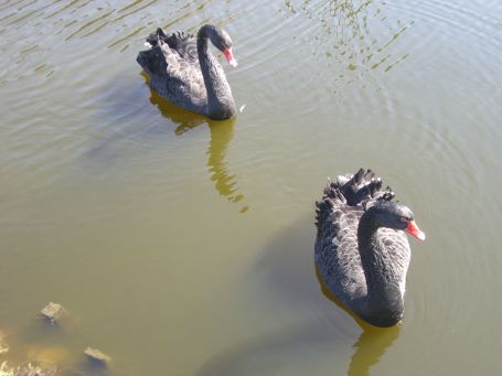 Raesfeld : Schloss Raesfeld, Schwarze Schwäne im Wassergraben